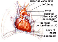 heart and lungs